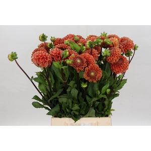 Dahlia Cornel Bronze