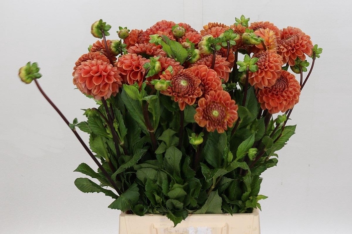 <h4>Dahlia Cornel Bronze</h4>