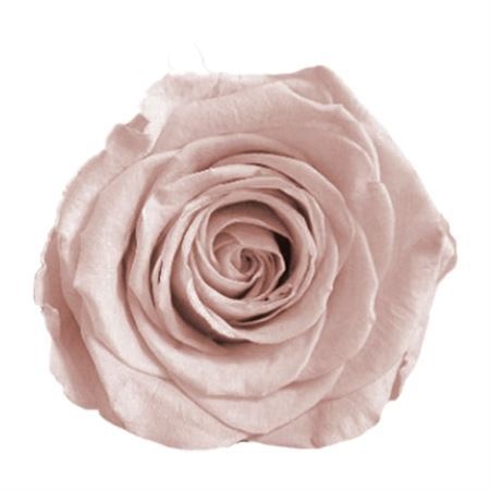 <h4>PRESERVED ROSA LL PIN 79</h4>