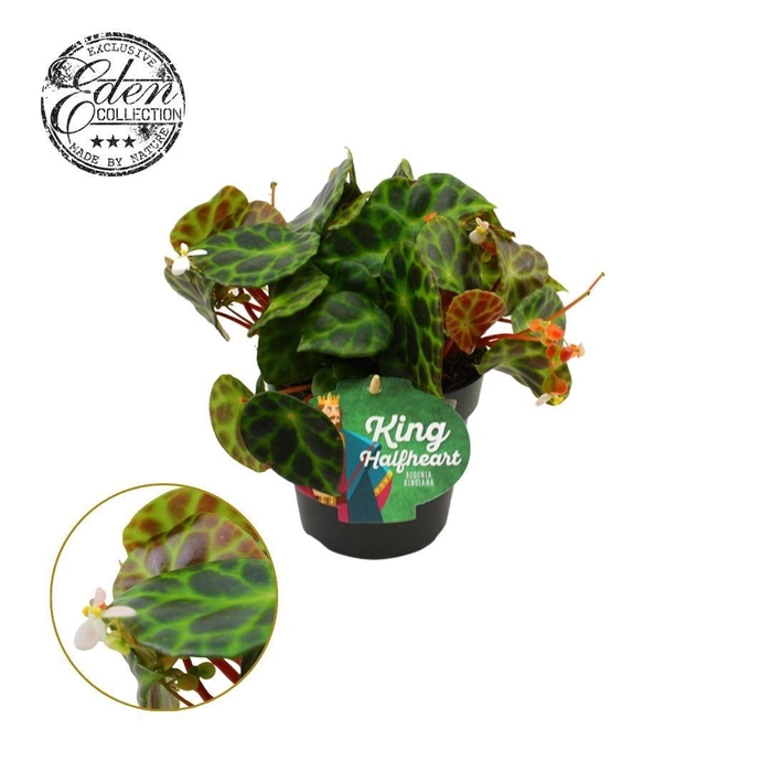 <h4>Begonia Kingiana 12cm</h4>