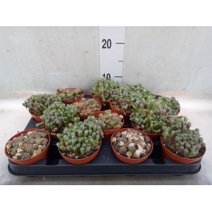 Lithops spp.