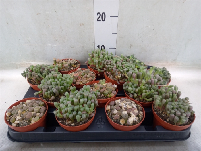<h4>Lithops spp.</h4>