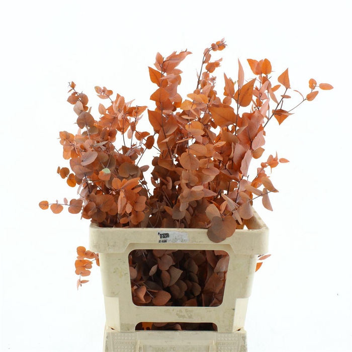 <h4>Pres Stuartiana Orange</h4>