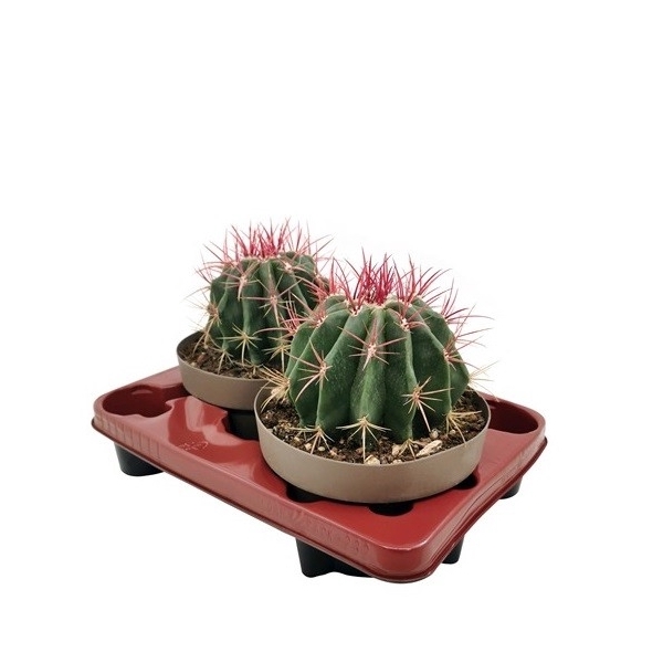 <h4>FEROCACTUS PILOSUS VAR. STAINESII - POT Ø 20 (CACTUS)</h4>