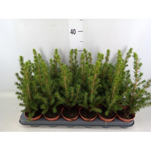 Picea glauca 'Conica'