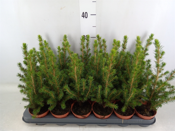 <h4>Picea glauca 'Conica'</h4>