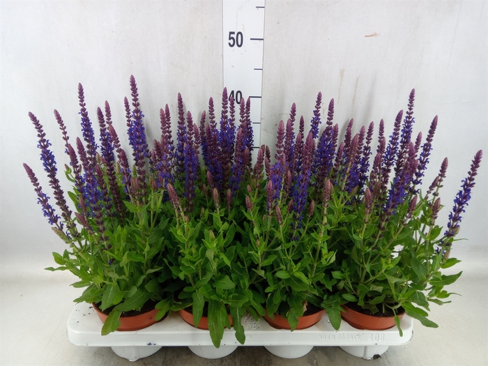 <h4>Salvia nemorosa 'Sensation Blue Dp'</h4>