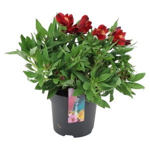 Alstroemeria Inticancha Doba p17