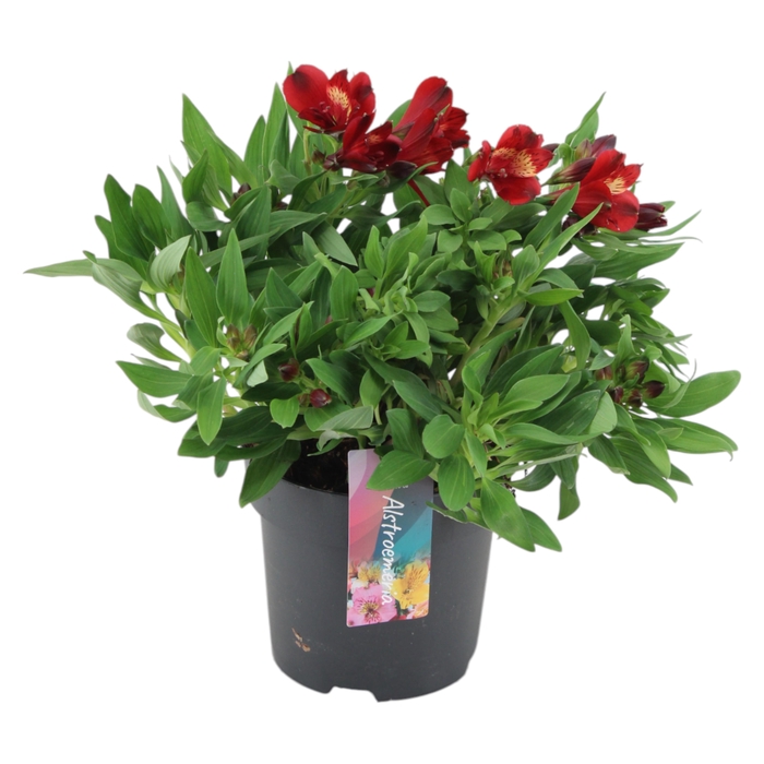 <h4>Alstroemeria Inticancha Doba p17</h4>