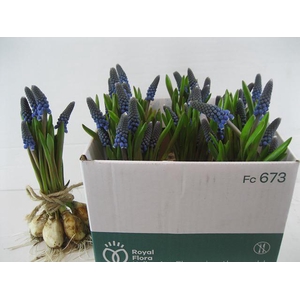 MUSCARI OV