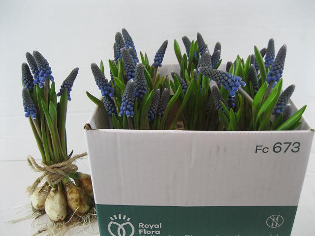 MUSCARI OV