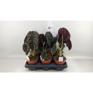 Alocasia cuprea 'Red Secret'