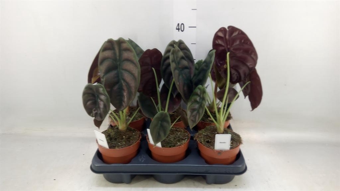 <h4>Alocasia cuprea 'Red Secret'</h4>