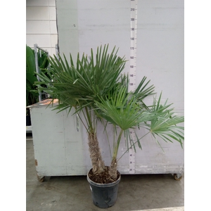 Trachycarpus fortunei