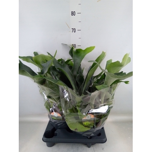 Platycerium bifurc.