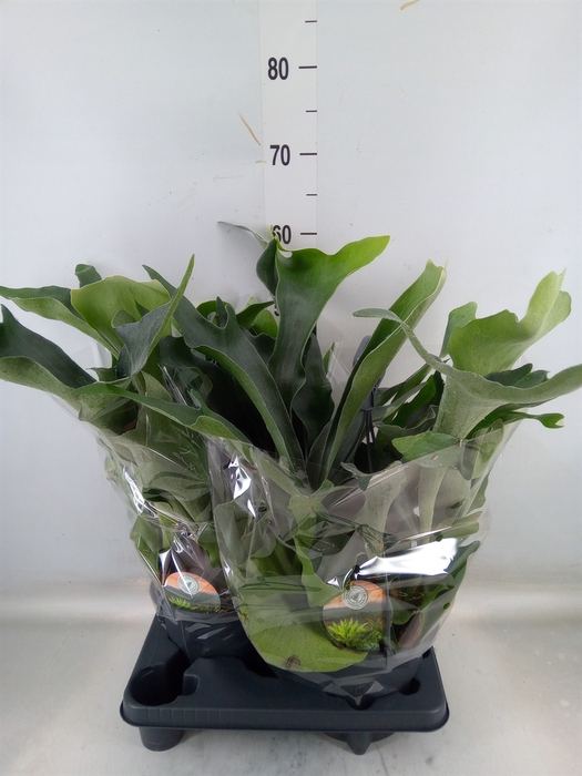 <h4>Platycerium bifurc.</h4>