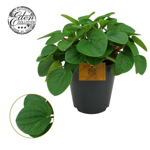 Peperomia Rana Verde 15cm