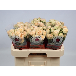 R TR GEN TRENDSETTER