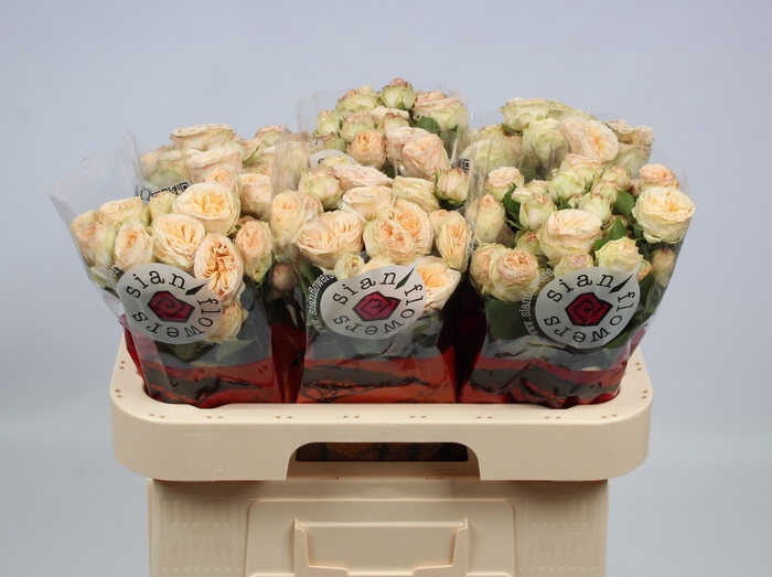 <h4>R TR GEN TRENDSETTER</h4>