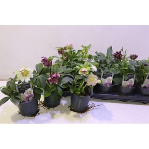 arr8 Hell Orientalis