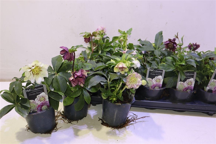 <h4>arr8 Hell Orientalis</h4>