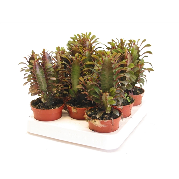 <h4>Euphorbia trig rubra 8,5 cm</h4>