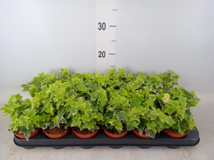 <h4>Hedera helix 'Eva'</h4>