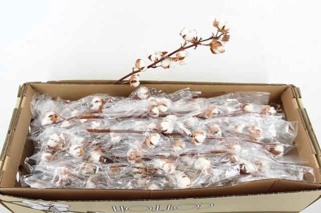 <h4>DF Cotton Gossypium 8 Bol Selected</h4>