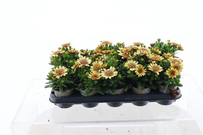 <h4>Osteo Double Yellow</h4>