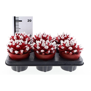 Echeveria  'Miranda'