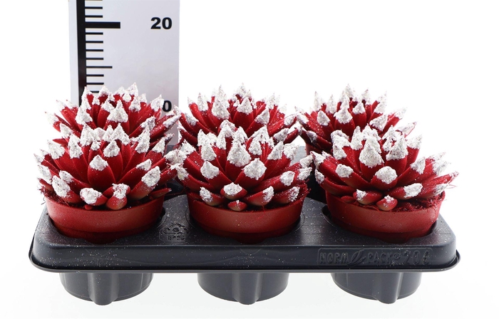 <h4>Echeveria  'Miranda'</h4>