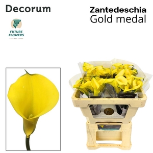 ZANT GOLD MEDAL