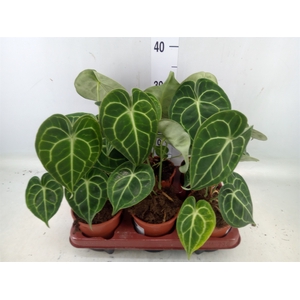 Anthurium clarinervium