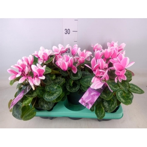 Cyclamen GR 'Lovely Moments'