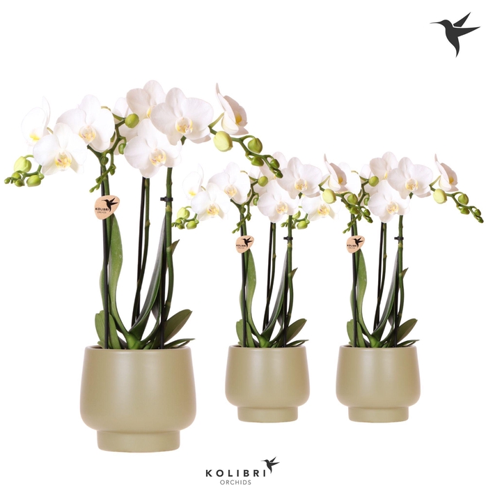 <h4>Kolibri Orchids Phalaenopsis white 3 spike in Scandic pot green</h4>