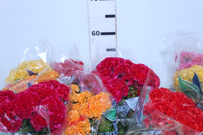 CELOSIA CRISTATA VARIADO 060 CM MISTO