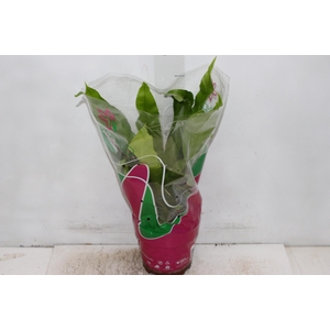 ASPLENIUM OSAKA LISO P19