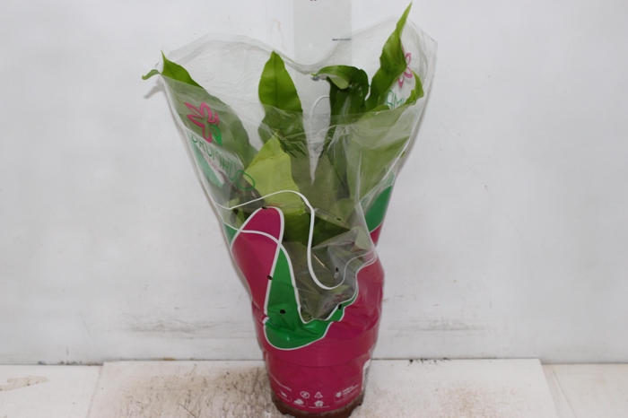 <h4>ASPLENIUM OSAKA LISO P19</h4>