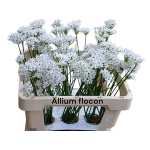 Allium Flocon