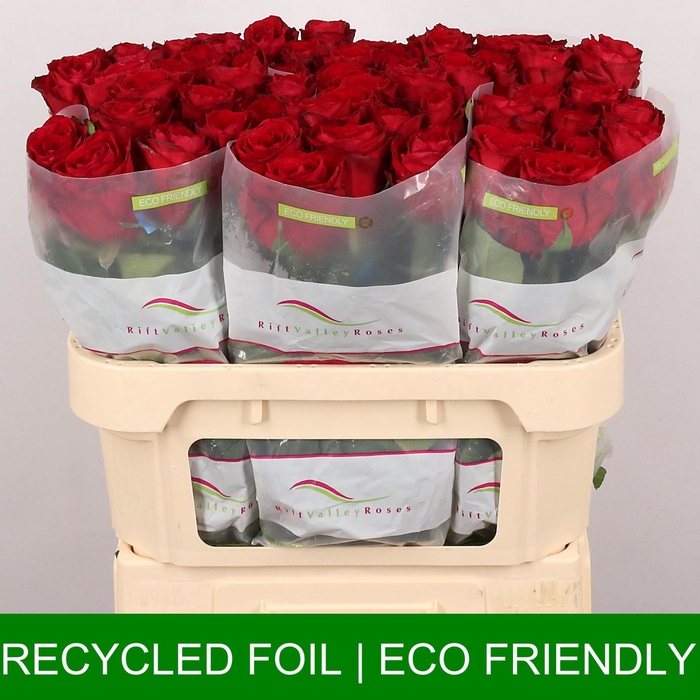 <h4>Rosa GR 'Madam Red'</h4>