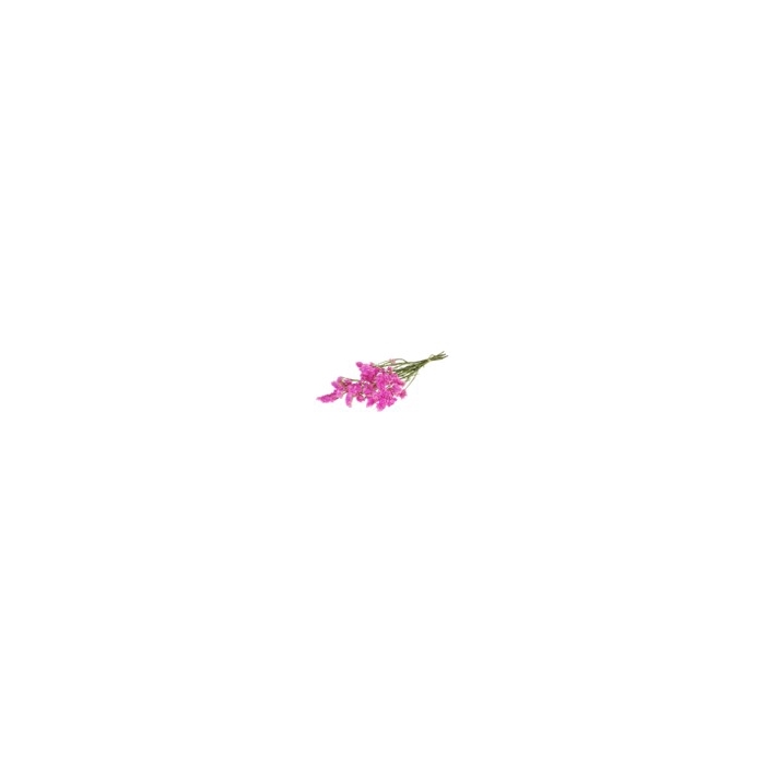 <h4>Statice sinuata nat.pink</h4>