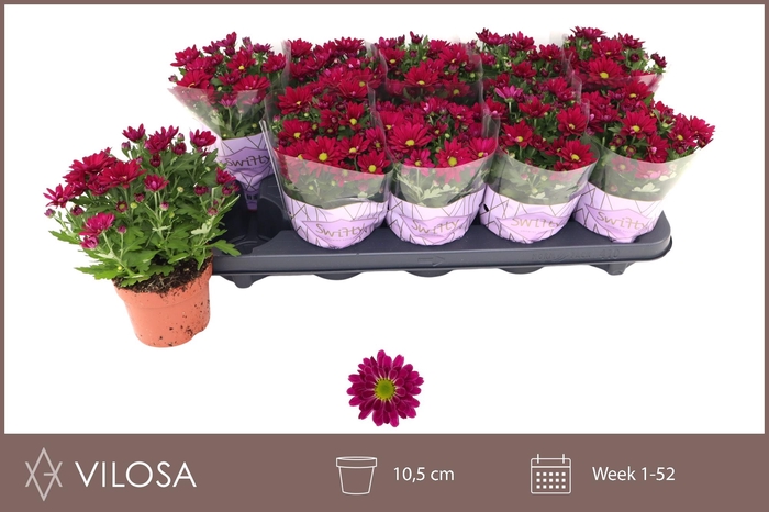 <h4>CHRYS SWIFTY PURPLE</h4>