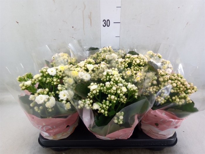 <h4>Kalanchoe blos. 'Deco Tweed'</h4>