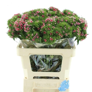 DI BARB S WILL CORAL