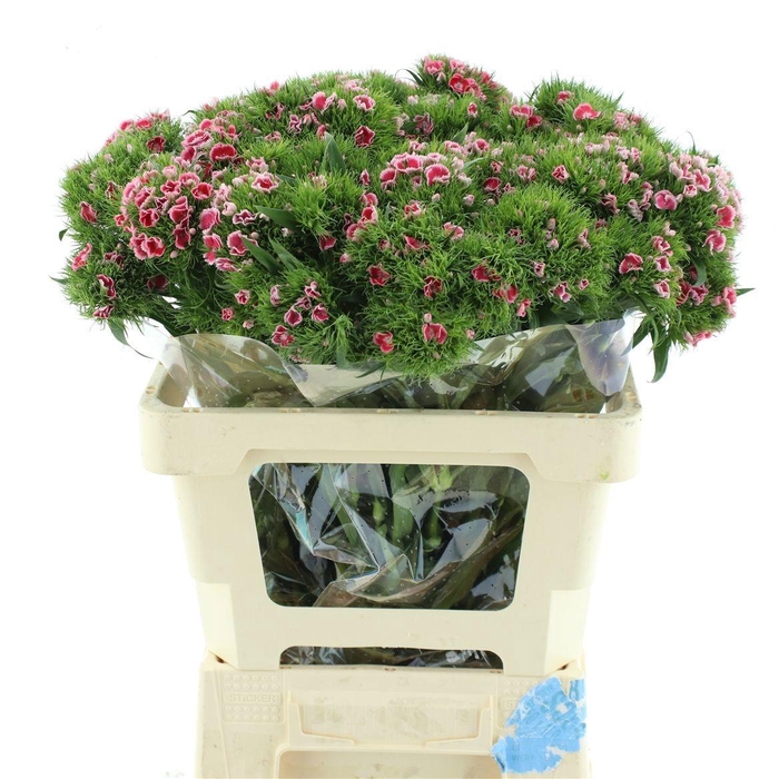 <h4>DI BARB S WILL CORAL</h4>