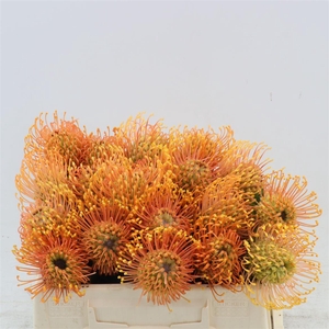 Leucospermum Cordifolium Petercon