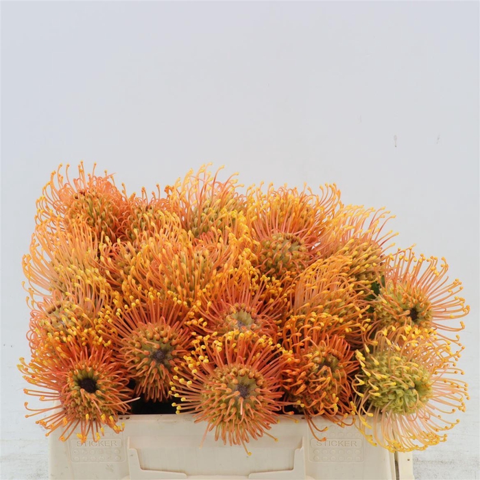 Leucospermum Cordifolium Petercon