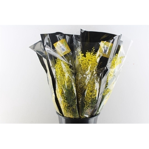 Acacia Mimosa Mirandole 200 Gram