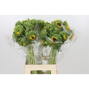 Helianthus Orange Fire