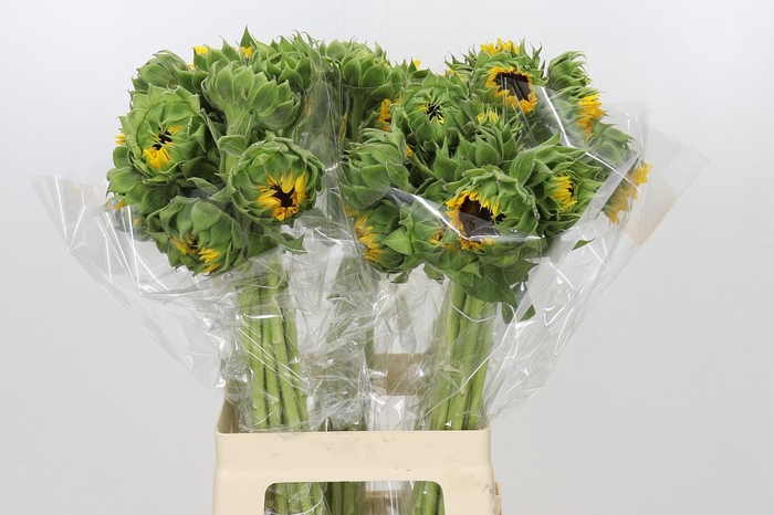 <h4>Helianthus Orange Fire</h4>